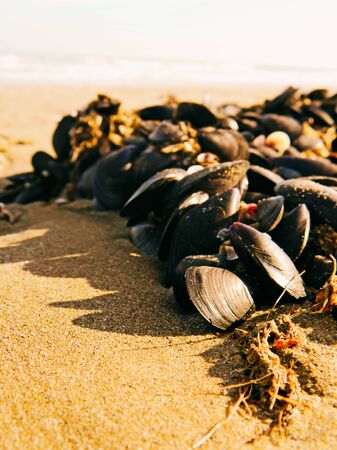 Beach with a lot of seashells and starfish in Europe, Italy.の写真素材