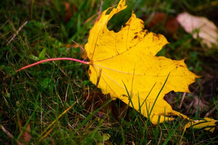 Bright yellow maple leaf on the grass. Colorful background of fallen autumn leaves in forest.