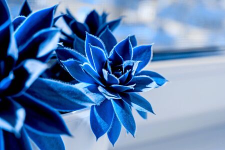 Close up of Beautiful succulent plant on the window. Classic blue color of 2020.の写真素材