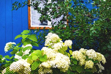 Green hydrangea flower near the house in the village. Tender green hortensia flower.の写真素材