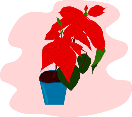Beautiful red poinsettia in the blue pot. Christmas decoration, house plant. Vetor Illustration.のイラスト素材