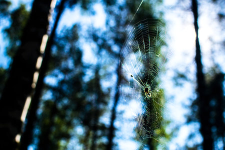 Close-up of a spider on a web in the forest in bokeh background.