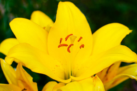 Beautiful yellow lily in a blooming garden.