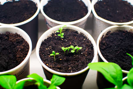 Growing seedlings of tomato under UV lamp. Plant sprouts in peat pots on the window.