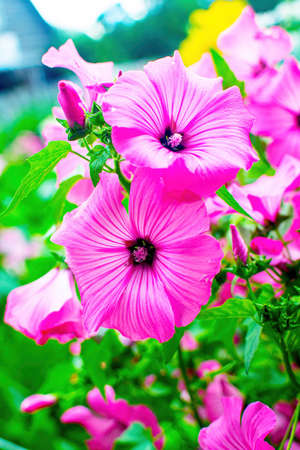 Close up of beautiful pink petunia flower plants in the garden.の写真素材