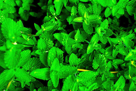 Close up of medicinal and aromatic plant lemon balm, melissa officinalis. Nepeta cataria, selective...