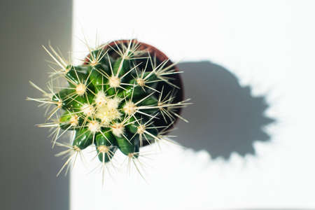 Close up of beautiful cactus Echinocactus in the sun on the window.の写真素材