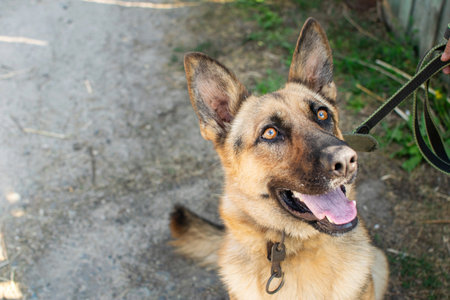 Young German Shepherd dog sitting and faithfully looking into the eyes of the owner. Dog with protruding tongue.の写真素材