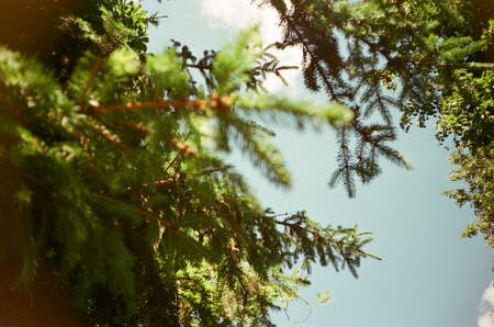 Spruce Branches Against The Blue Skyの写真素材