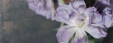 Beautiful light pink tulips bunch at interior, close up, soft blur, toned Pretty a bouquet of tulips...