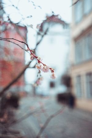 View of spring exterior decoration, flowers on sunny day, selected focus, blurred background. Essen, Germanyの写真素材