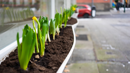 View of spring exterior decoration, flowers on sunny day, banner. Essen, Germany