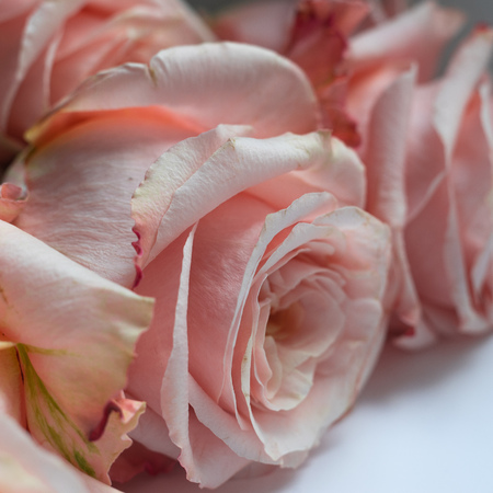 Beautiful bouquet of roses, close up, selected focusの写真素材