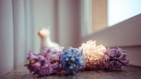 Llama money box near the window with flowers on white background.の写真素材