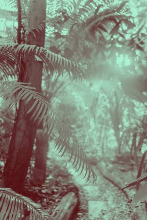 trendy design, nature and background concept - close up of ultra violet and blue duotone palm tree...