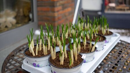 Different potted plants, seedlings, sprouts, flowers selling on the street in springtime, Essen,...