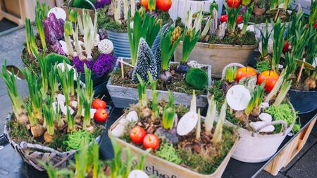 Different potted plants, seedlings, sprouts, flowers selling on the street in springtime, Essen, Germany.Nature, green lifeの写真素材