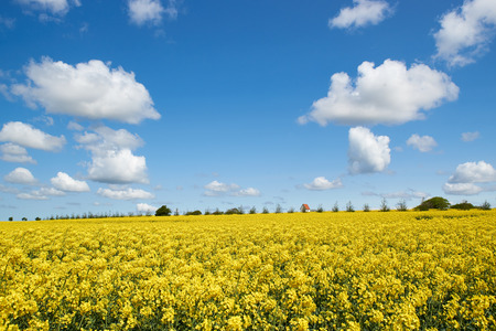 field of yellow rapeseed under a blue sky with clouds