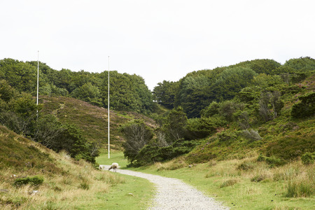 Landscape and lovely nature in Rebild Hills in Denmarkの写真素材