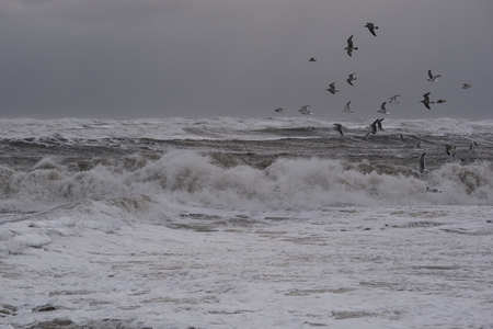 seagulls fishing in the waves during storm in Nr. Vorupoer on the North Sea coast in Denmarkの写真素材