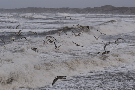 seagulls fishing in the waves during storm in Nr. Vorupoer on the North Sea coast in Denmarkの写真素材