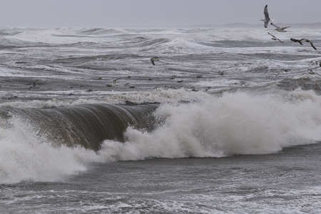 seagulls fishing in the waves during storm in Nr. Vorupoer on the North Sea coast in Denmark
