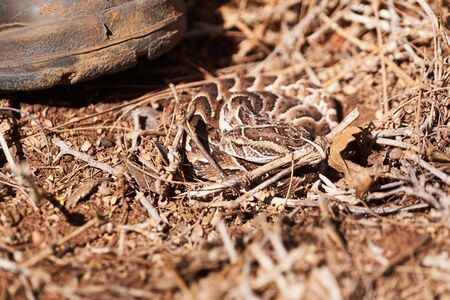baby puff adder on the ground between branches, twigs and leaves  in front of boot