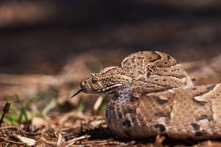 Adult female puff adder on the ground between branches, twigs and leaves