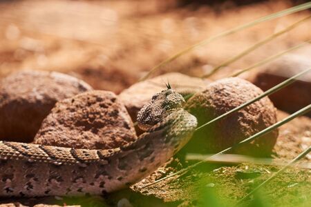 Adult female puff adder on the ground moving away from camera towards rocks