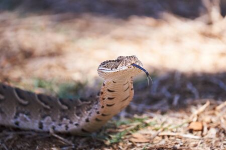 Adult female puff adder on the ground between branches, twigs and leavesの写真素材