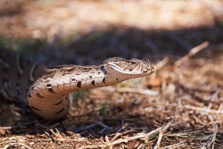 Adult female puff adder on the ground between branches, twigs and leaves