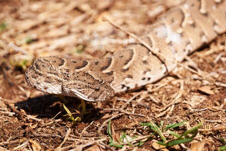 Adult female puff adder on the ground between branches, twigs and leaves