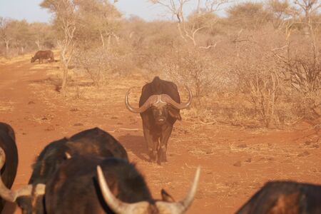 buffalo in evening sun walking toward camera