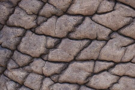 texture of adult elephant skin