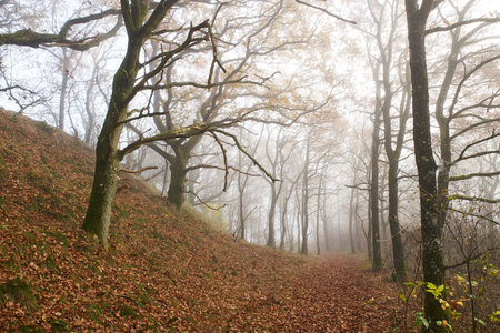 Morning mist between oak trees in forest at Flyndersoe lake in Denmarkの写真素材