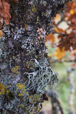 oak tree covered with different sorts of mossの写真素材