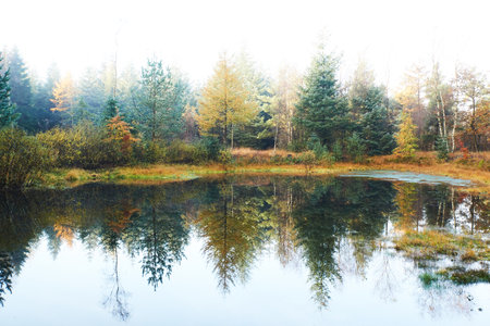 Peaceful morning in the forest with mist between trees and reflections in the calm water