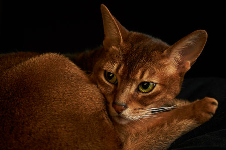 portrait of Abyssinian cat laying on black pillow on a black backgroundの写真素材