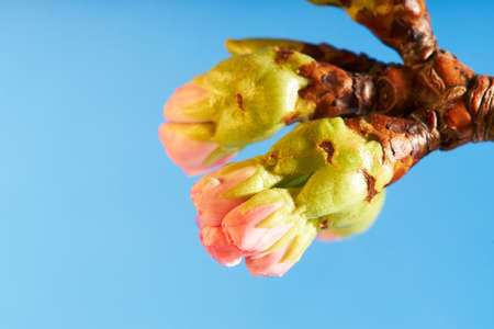 Closeup of soft pink flower buds on a cherry treeの写真素材