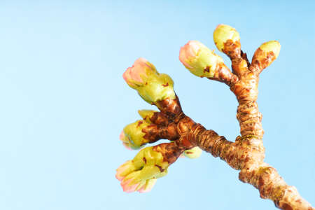 Closeup of soft pink flower buds on a cherry treeの写真素材