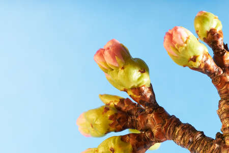 Closeup of soft pink flower buds on a cherry treeの写真素材