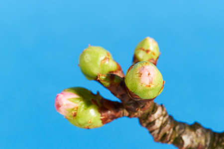 Closeup of soft pink flower buds on a cherry treeの写真素材
