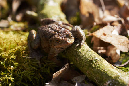 Common toad sitting between leafs and branches in forest floor in spring in Denmarkの写真素材