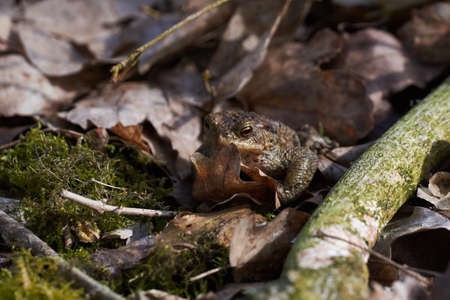 Common toad sitting between leafs and branches in forest floor in spring in Denmark
