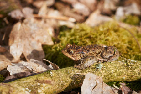 Common toad sitting between leafs and branches in forest floor in spring in Denmarkの写真素材