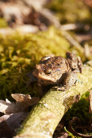 Common toad sitting between leafs and branches in forest floor in spring in Denmarkの写真素材
