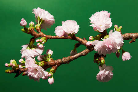 Closeup of soft pink flower buds on a cherry tree on green backgroundの写真素材