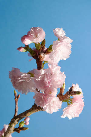 Closeup of soft pink flower buds on a cherry tree on blue backgroundの写真素材