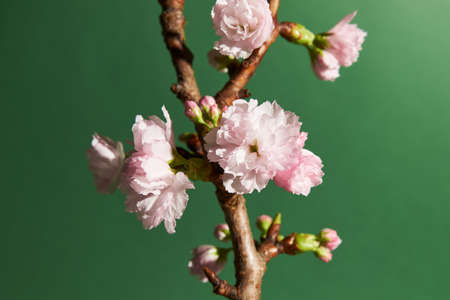 Closeup of soft pink flower buds on a cherry tree on green backgroundの写真素材