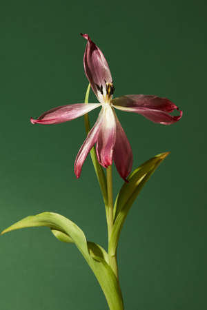 withered red tulip with stamens and petals on green backgroundの写真素材
